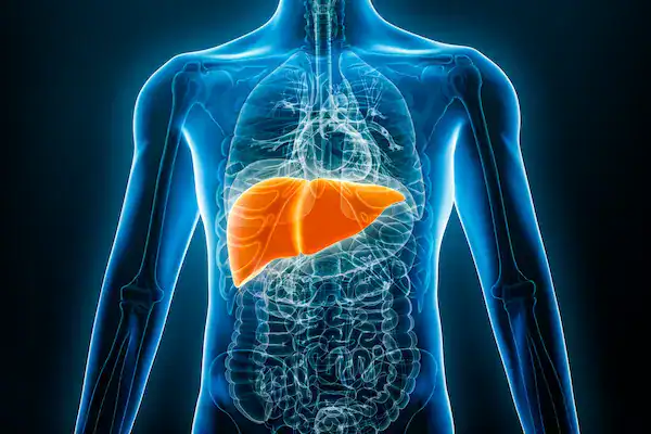 L-Glutathione in liver detoxification models from Direct Peptides